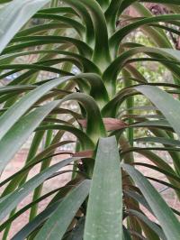 Beaucarnea goldmanii image